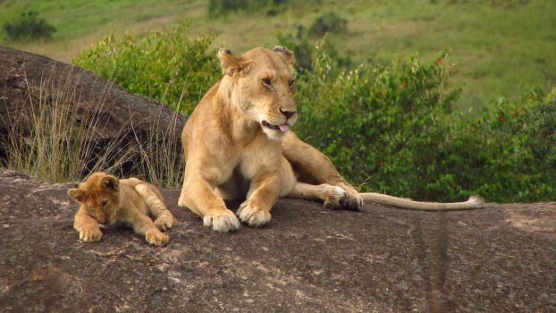 Lions